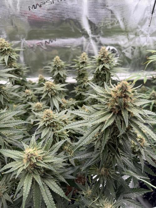 Glitter Gas/Peyote Zkittlez. Week 18