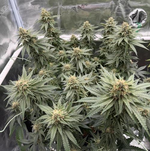 Glitter Gas/Peyote Zkittlez. Week 18