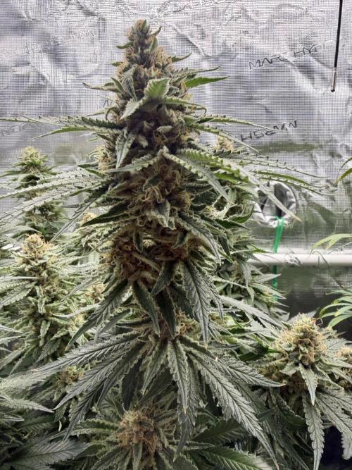 Glitter Gas/Peyote Zkittlez. Week 18