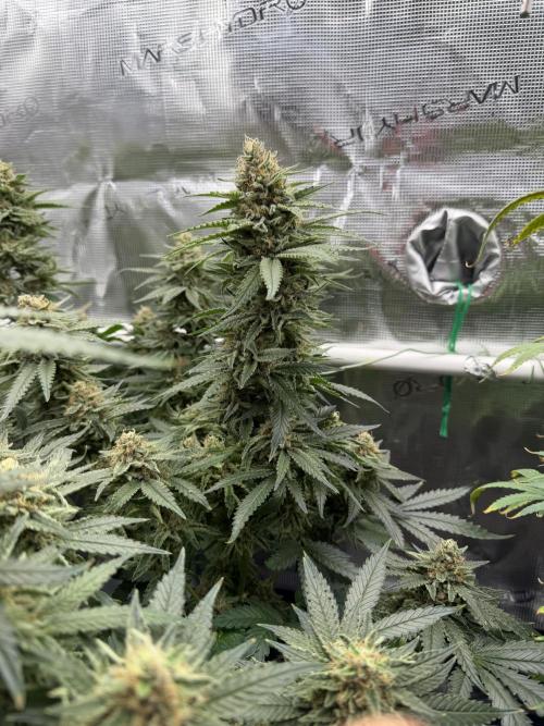 Glitter Gas/Peyote Zkittlez. Week 18