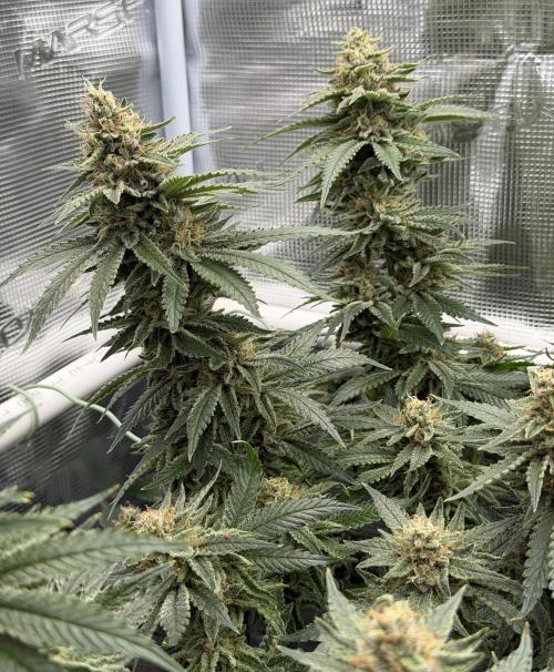 Glitter Gas/Peyote Zkittlez. Week 18