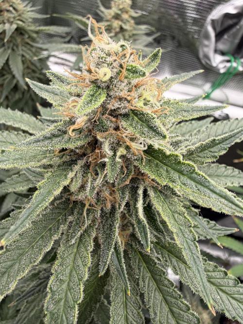 Glitter Gas/Peyote Zkittlez. Week 18