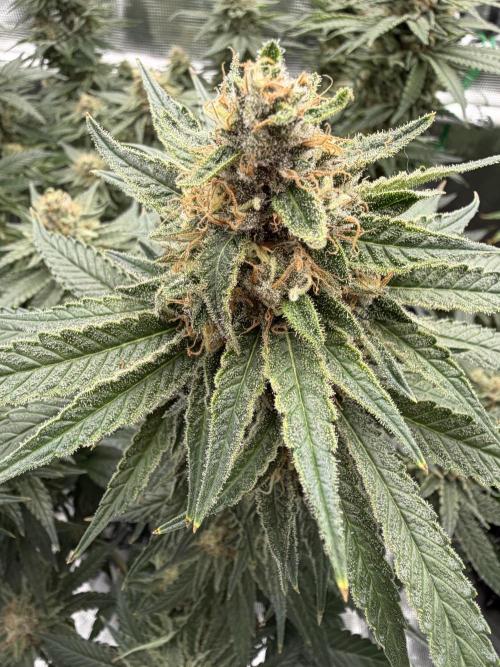 Glitter Gas/Peyote Zkittlez. Week 18