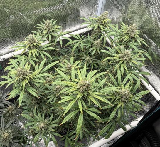 Glitter Gas/Peyote Zkittlez. Week 18