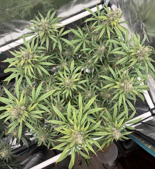Glitter Gas/Peyote Zkittlez. Week 18