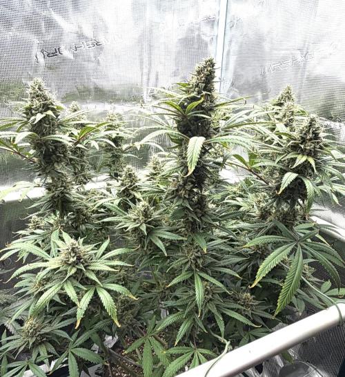 Glitter Gas/Peyote Zkittlez. Week 18