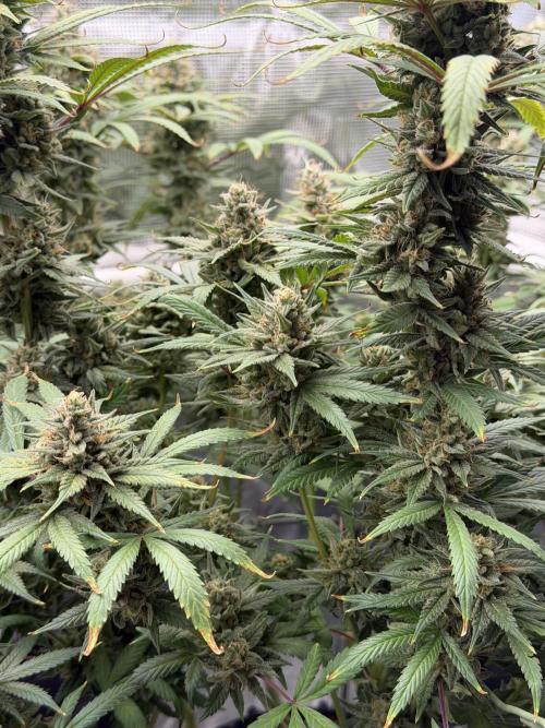 Glitter Gas/Peyote Zkittlez. Week 18