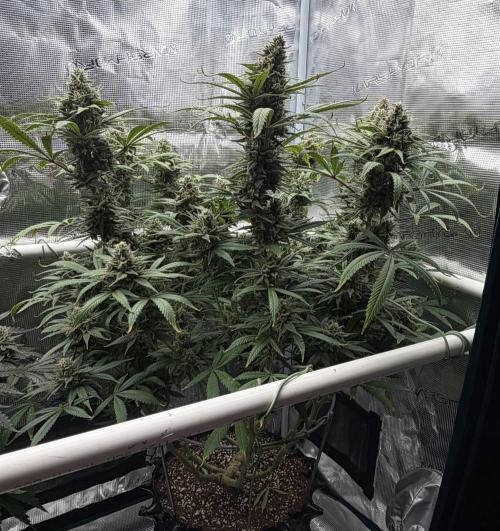 Glitter Gas/Peyote Zkittlez. Week 18
