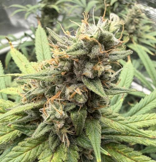 Glitter Gas/Peyote Zkittlez. Week 18