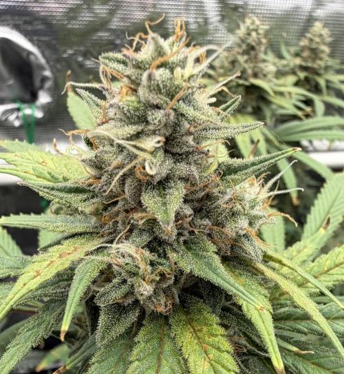 Glitter Gas/Peyote Zkittlez. Week 18