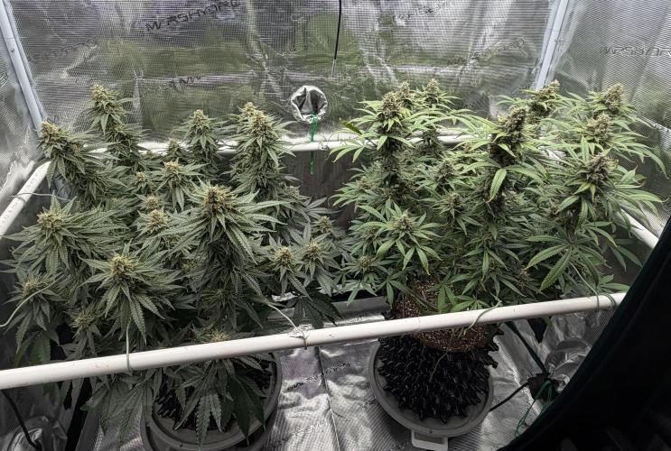 Glitter Gas/Peyote Zkittlez. Week 18