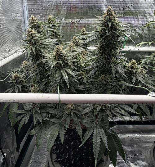 Glitter Gas/Peyote Zkittlez. Week 18