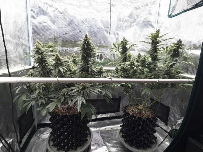 Glitter Gas/Peyote Zkittlez. Week 18