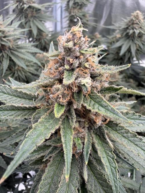 Glitter Gas/Peyote Zkittlez. Week 19