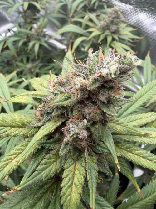 Glitter Gas/Peyote Zkittlez. Week 19