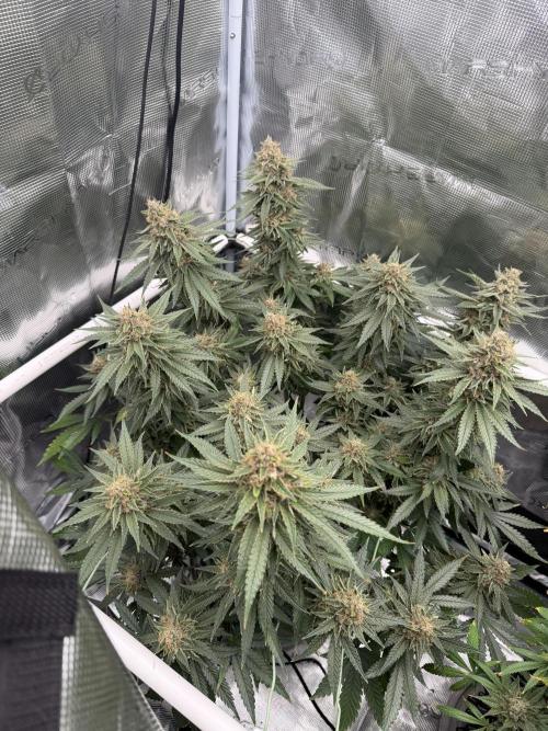 Glitter Gas/Peyote Zkittlez. Week 19