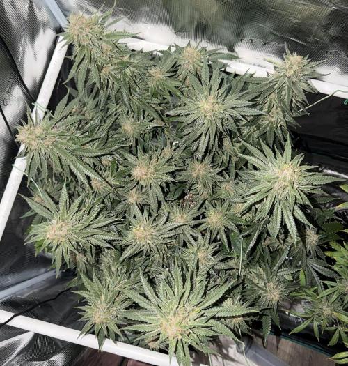 Glitter Gas/Peyote Zkittlez. Week 19