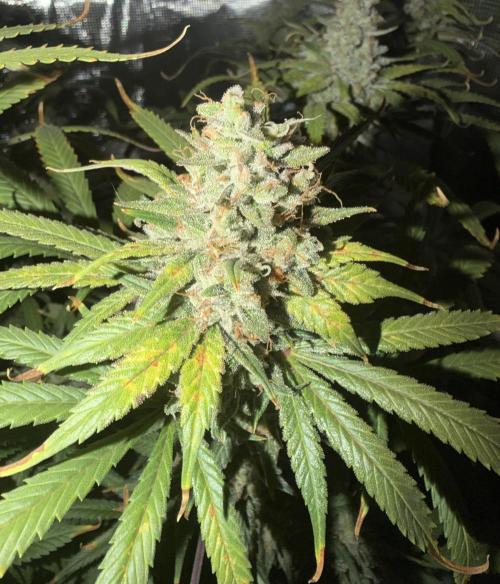 Glitter Gas/Peyote Zkittlez. Week 19