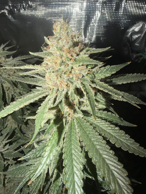 Glitter Gas/Peyote Zkittlez. Week 19