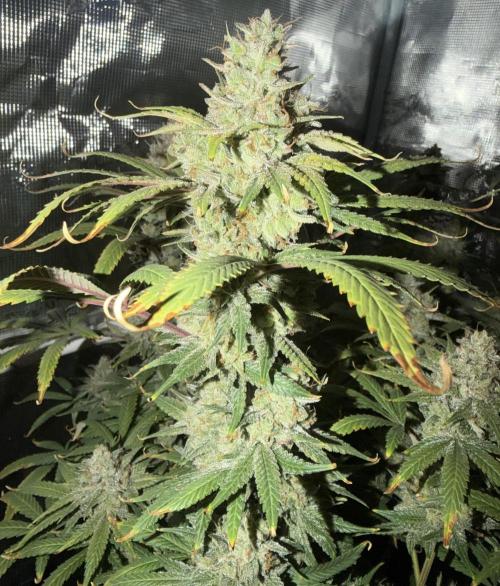 Glitter Gas/Peyote Zkittlez. Week 19