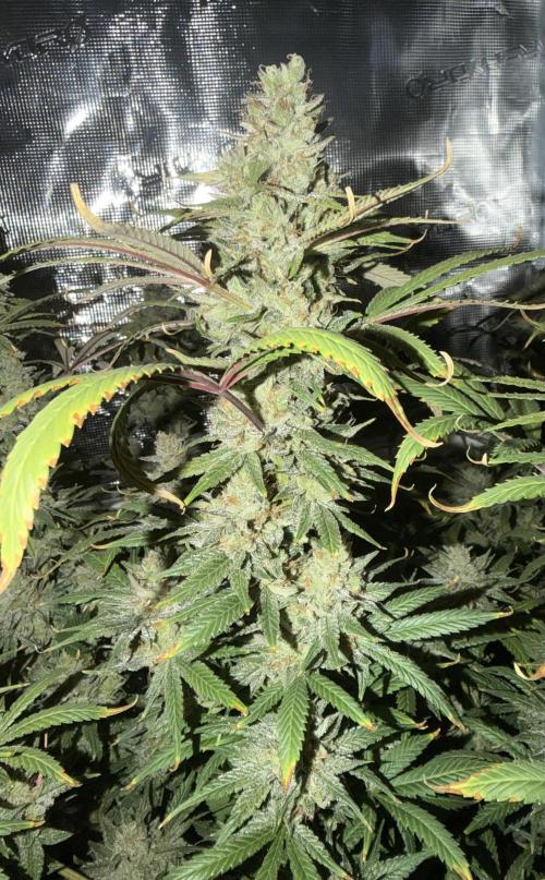 Glitter Gas/Peyote Zkittlez. Week 19
