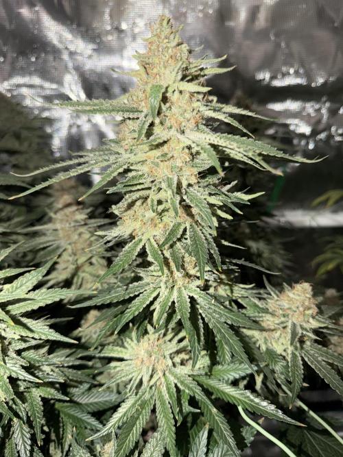 Glitter Gas/Peyote Zkittlez. Week 19