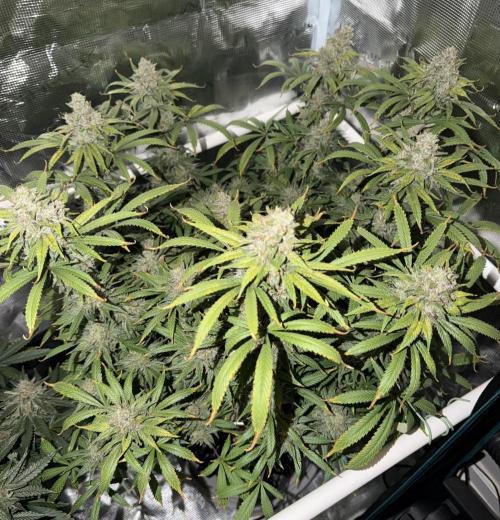 Glitter Gas/Peyote Zkittlez. Week 19