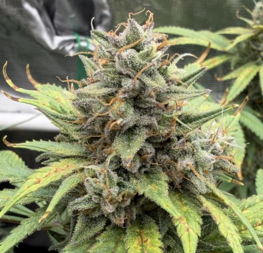 Glitter Gas/Peyote Zkittlez. Week 19