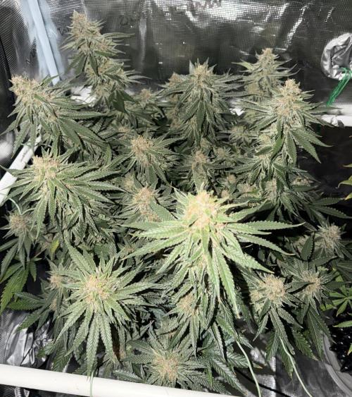 Glitter Gas/Peyote Zkittlez. Week 19