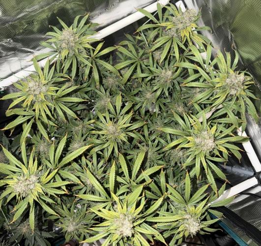 Glitter Gas/Peyote Zkittlez. Week 19
