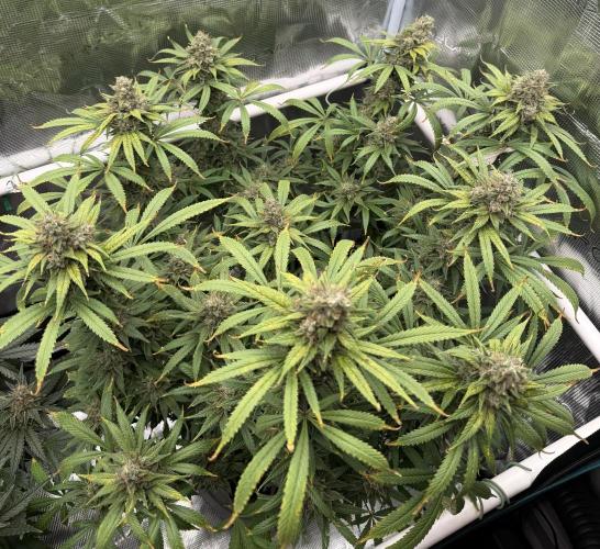 Glitter Gas/Peyote Zkittlez. Week 19