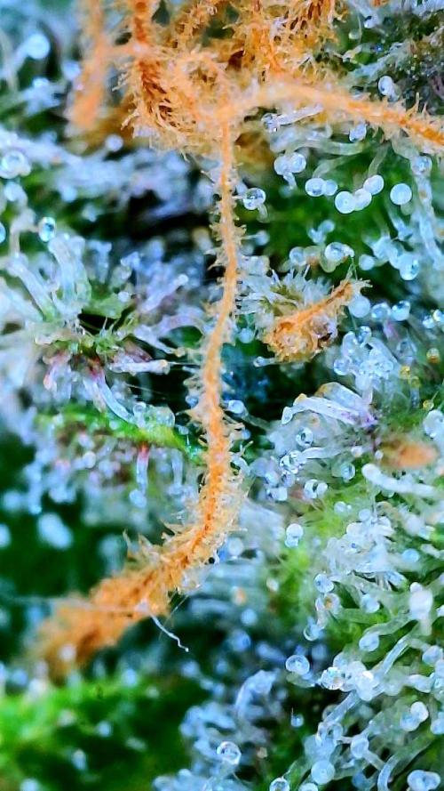 Glitter Gas/Peyote Zkittlez. Week 19