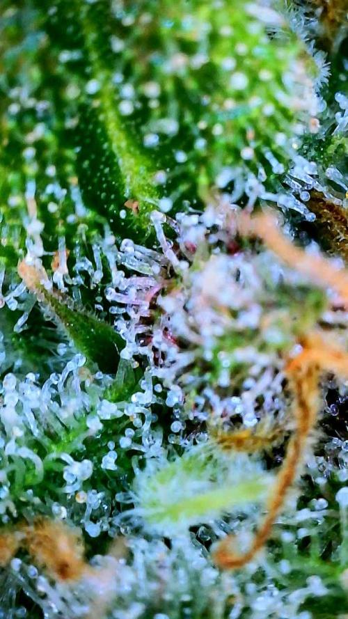 Glitter Gas/Peyote Zkittlez. Week 19