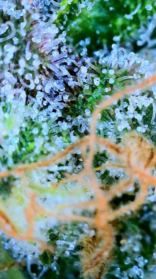 Glitter Gas/Peyote Zkittlez. Week 19