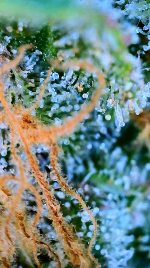 Glitter Gas/Peyote Zkittlez. Week 19