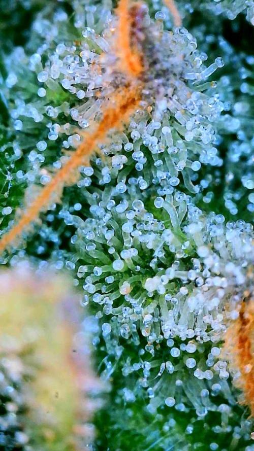 Glitter Gas/Peyote Zkittlez. Week 19