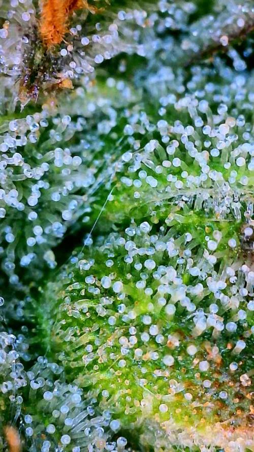 Glitter Gas/Peyote Zkittlez. Week 19