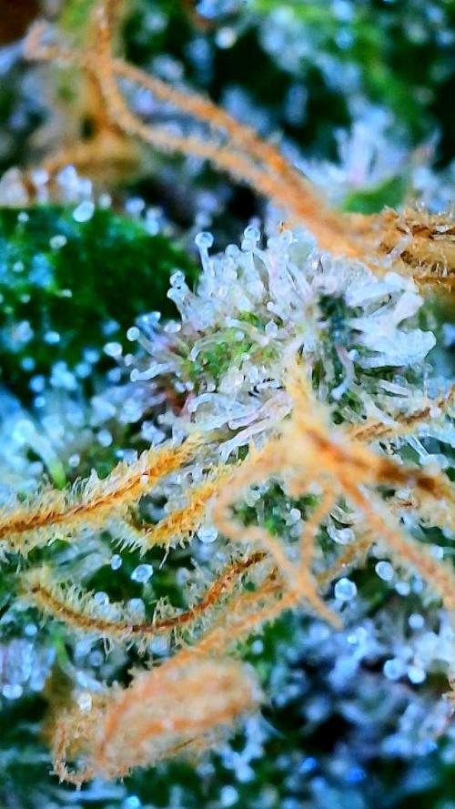 Glitter Gas/Peyote Zkittlez. Week 19