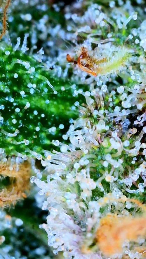 Glitter Gas/Peyote Zkittlez. Week 19