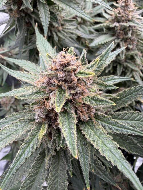 Glitter Gas/Peyote Zkittlez. Week 20