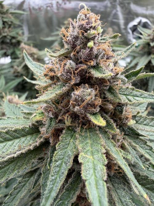 Glitter Gas/Peyote Zkittlez. Week 20