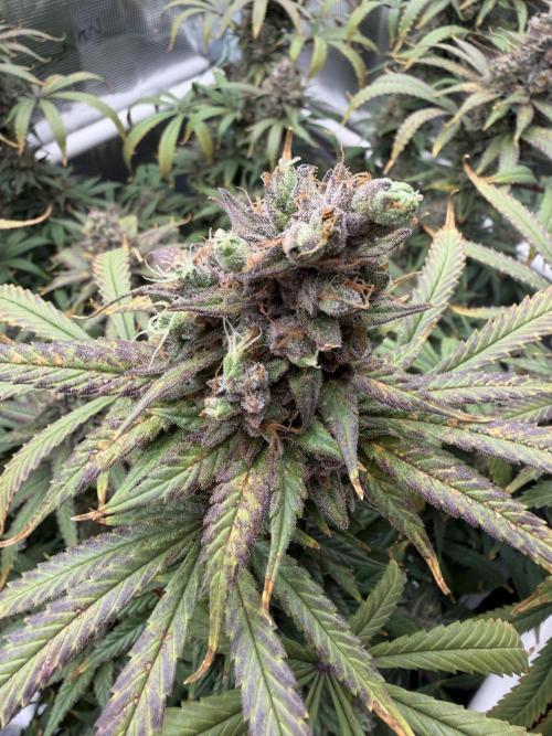 Glitter Gas/Peyote Zkittlez. Week 20