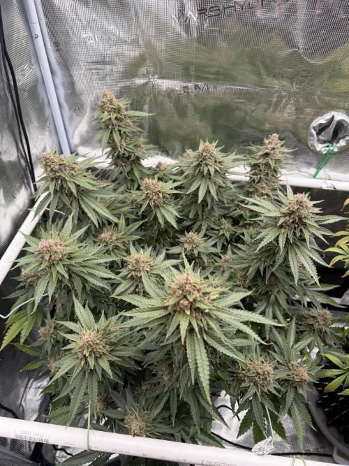 Glitter Gas/Peyote Zkittlez. Week 20