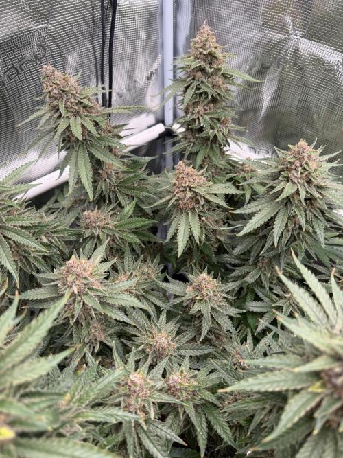 Glitter Gas/Peyote Zkittlez. Week 20
