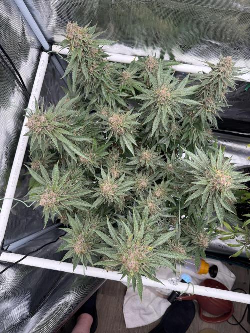 Glitter Gas/Peyote Zkittlez. Week 20