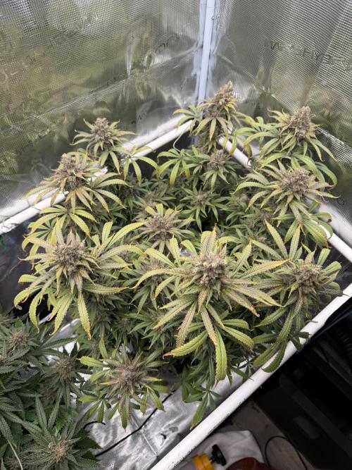 Glitter Gas/Peyote Zkittlez. Week 20
