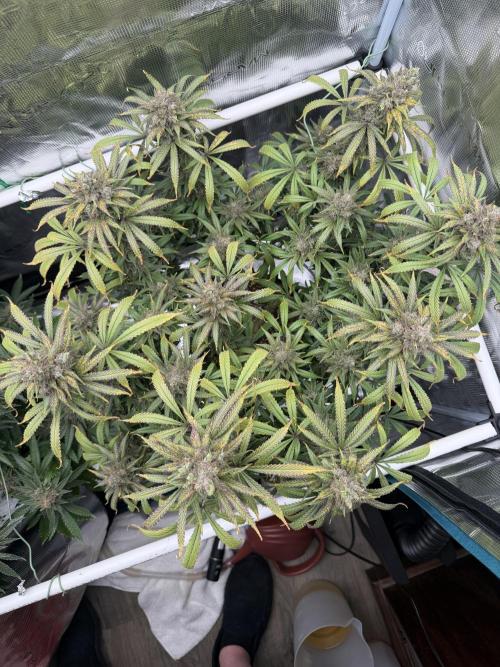 Glitter Gas/Peyote Zkittlez. Week 20