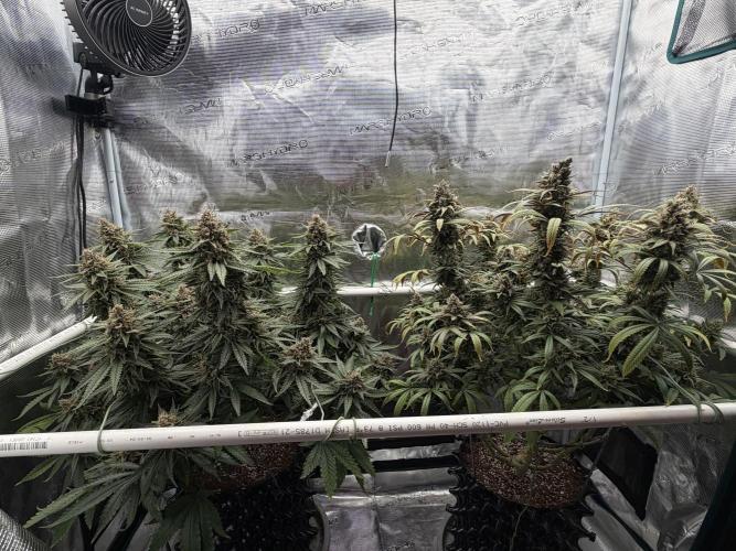 Glitter Gas/Peyote Zkittlez. Week 20