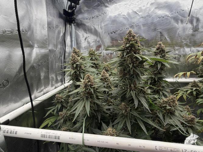 Glitter Gas/Peyote Zkittlez. Week 20