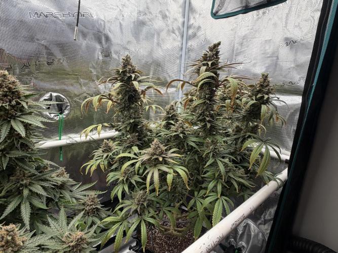 Glitter Gas/Peyote Zkittlez. Week 20